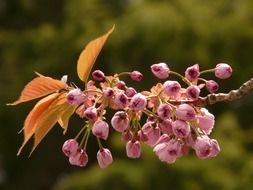 flowering branch of decorative cherry