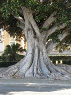 thick trunk of magnolia on italian street