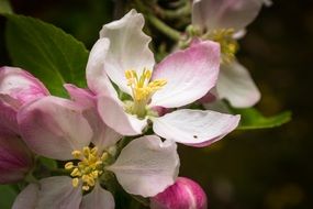 apple blossoms like spring flowers