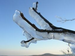 treee branches covered with ice in winter