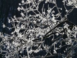 tree branches in frost in the dark