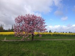 summer fields