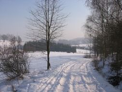 winter road near the forest