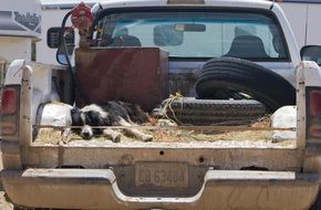 pickup truck