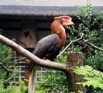 hornbill bird perched dry branch