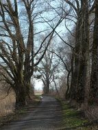 path through the trees