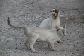 two homeless sick cats