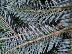 spruce close up