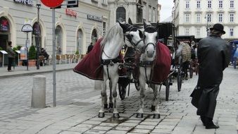 horses in the central square of the city