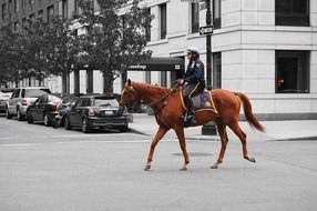 policeman on th horse