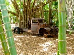 old rusty pickup in a bamboo forest