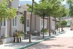 green trees on the streets of vietnam