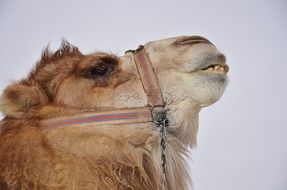 domestic camel in Egypt