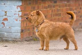 red mixed breed dog