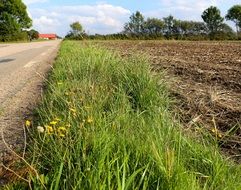 roadside grass