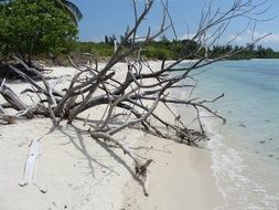 tree branches in the sand beach