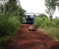 Picture of giant tortoise on a road