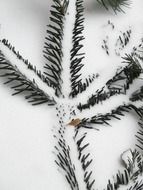 spruce branch in the snow