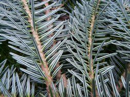 close up picture of spruce branches