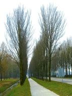 trees along a rural road
