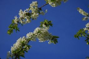 blooming cherry branches against the blue sky