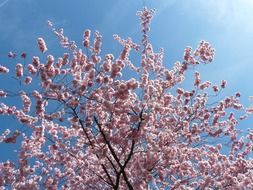 blooming branches of decorative cherry