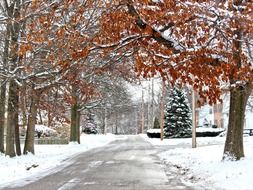 road in the snow among the trees