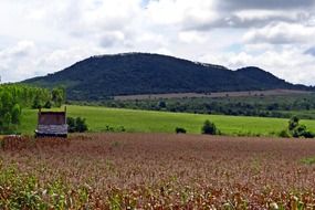 corn harvest on the field in autumn