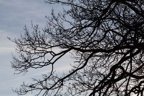 tree branches back light