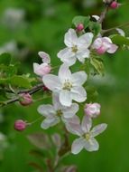 white apple blossom on blurred background