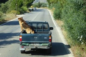 dog in a pickup on the road