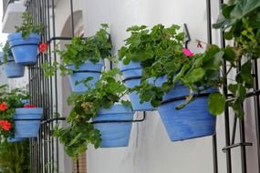 blue pots with plants on a wall in Spain