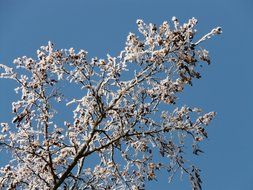 the tree in the frost