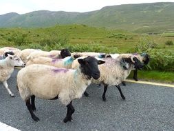 sheep flock on road