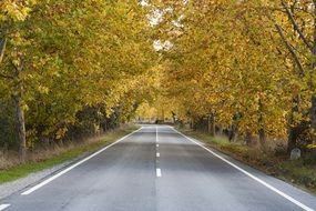 road between autumn trees