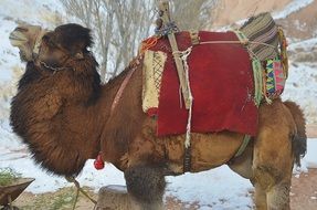 Camel is ready to travel