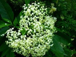 black elderberry branch