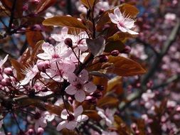 japanese sakura tree