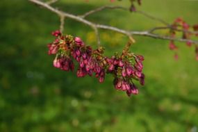 unopened buds of sakura