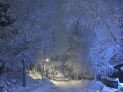 frost in a fabulous winter forest