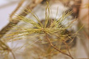 gold pine conifer