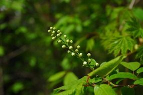 macro photo of inflorescence white buds