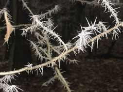 frost on a plant