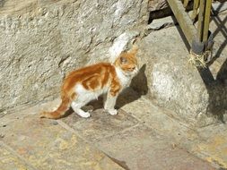 white-red cat against a stone wall