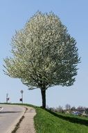 tree in bloom on hill at road