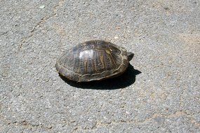 turtle walking on asphalt