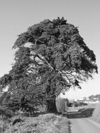 Black and white photo of big tree on a road