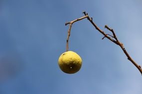 yellow lemon on a bare branch