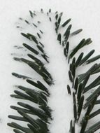 spruce branch in the snow close up