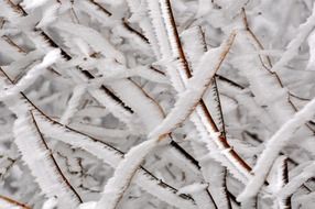 branches in the snow